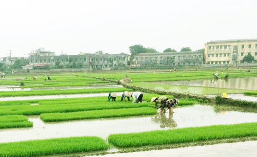 Đảm bảo đủ nước phục vụ gieo cấy vụ Đông Xuân 2020 - 2021